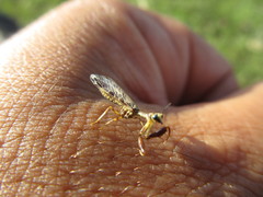 Paramantispa decorata