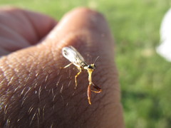 Paramantispa decorata