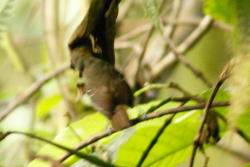 Epinecrophylla spodionota