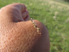 Paramantispa decorata