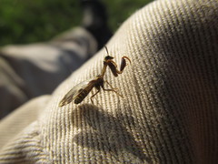 Paramantispa decorata