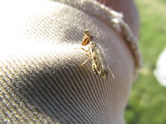 Paramantispa decorata