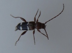 Phymatodes varius