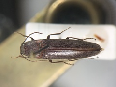 Melanotus sagittarius