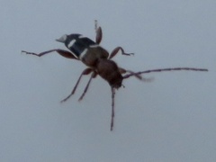 Phymatodes varius