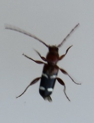 Phymatodes varius