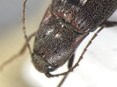 Melanotus sagittarius