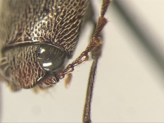 Melanotus sagittarius