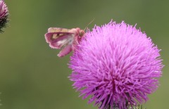 Heliothis incarnata
