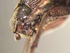 Melanotus sagittarius