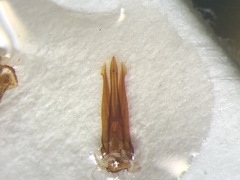 Melanotus sagittarius