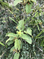 Gonolobus chloranthus