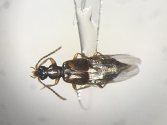 Lesteva pallipes