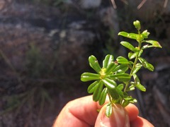 Pultenaea microphylla
