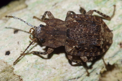 Syrphetodes marginatus