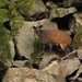Common Dwarf Brocket - Photo (c) Carlos Otávio Gussoni, some rights reserved (CC BY-NC), uploaded by Carlos Otávio Gussoni
