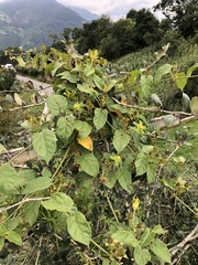 Gonolobus chloranthus