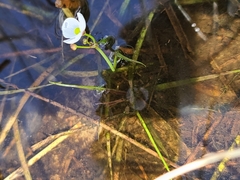 Sagittaria isoetiformis