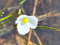 Sagittaria isoetiformis