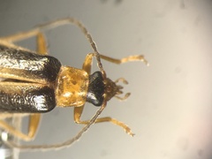 Rhagonycha greeni