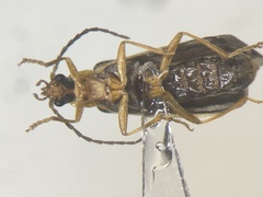 Rhagonycha greeni
