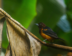 Icterus bonana