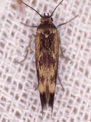Scythris limbella
