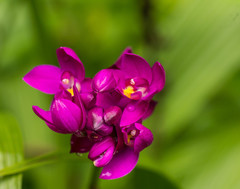 Spathoglottis unguiculata