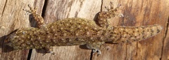 Gehyra variegata