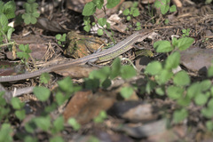 Takydromus septentrionalis