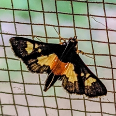 Salbia zena