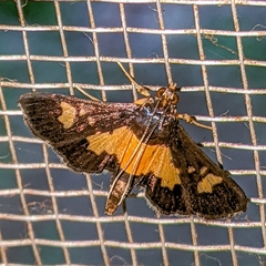 Salbia zena