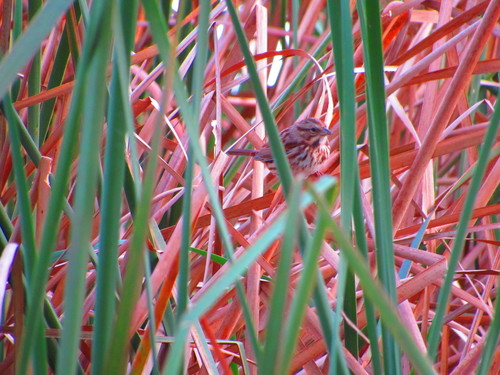 Song Sparrow photographed in Oklahoma