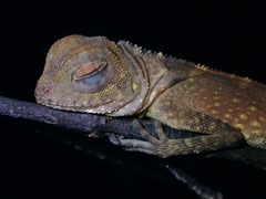 Gonocephalus