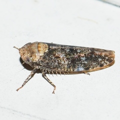 Paraphlepsius collitus