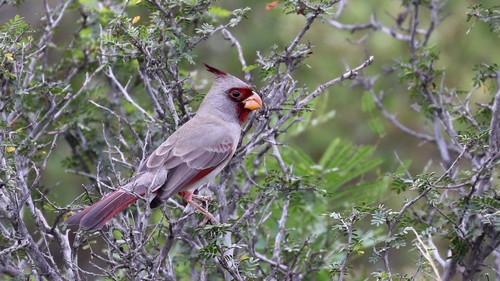 Pyrrhuloxia