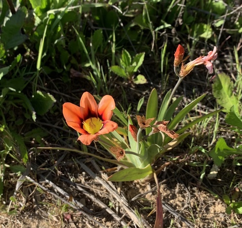 Sparaxis tricolor
