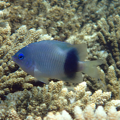 Plectroglyphidodon johnstonianus