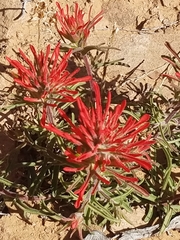 Castilleja scabrida