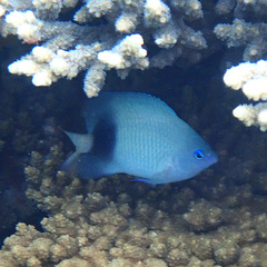 Plectroglyphidodon johnstonianus