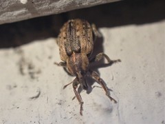 Hyperinae