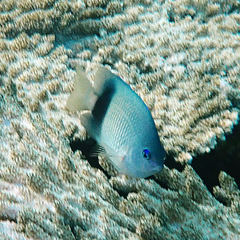 Plectroglyphidodon johnstonianus