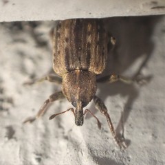 Hyperinae