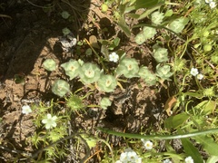 Psilocarphus brevissimus