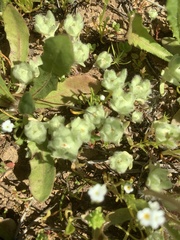 Psilocarphus brevissimus