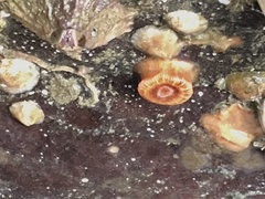 Paracyathus stearnsii