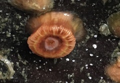 Paracyathus stearnsii