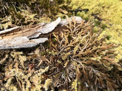 Selaginella wallacei
