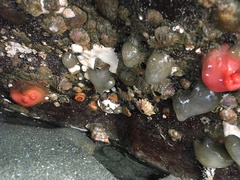 Paracyathus stearnsii