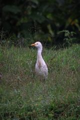 Bubulcus ibis